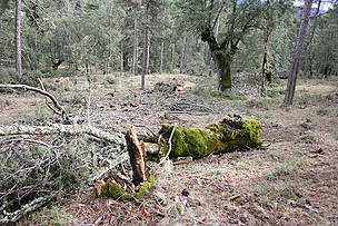 Destrozo en la dehesa de Carrascosa de la Sierra