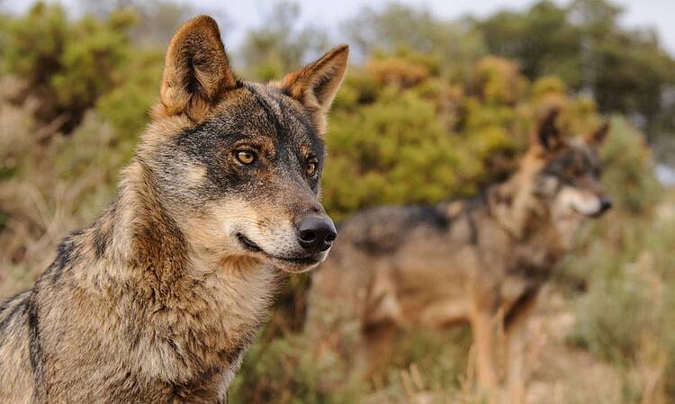 Nos oponemos a la propuesta de ley presentada por el Partido Popular para desproteger al lobo ibérico
