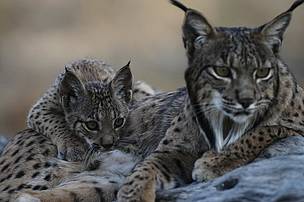 Lince ibérico Lince ibérico