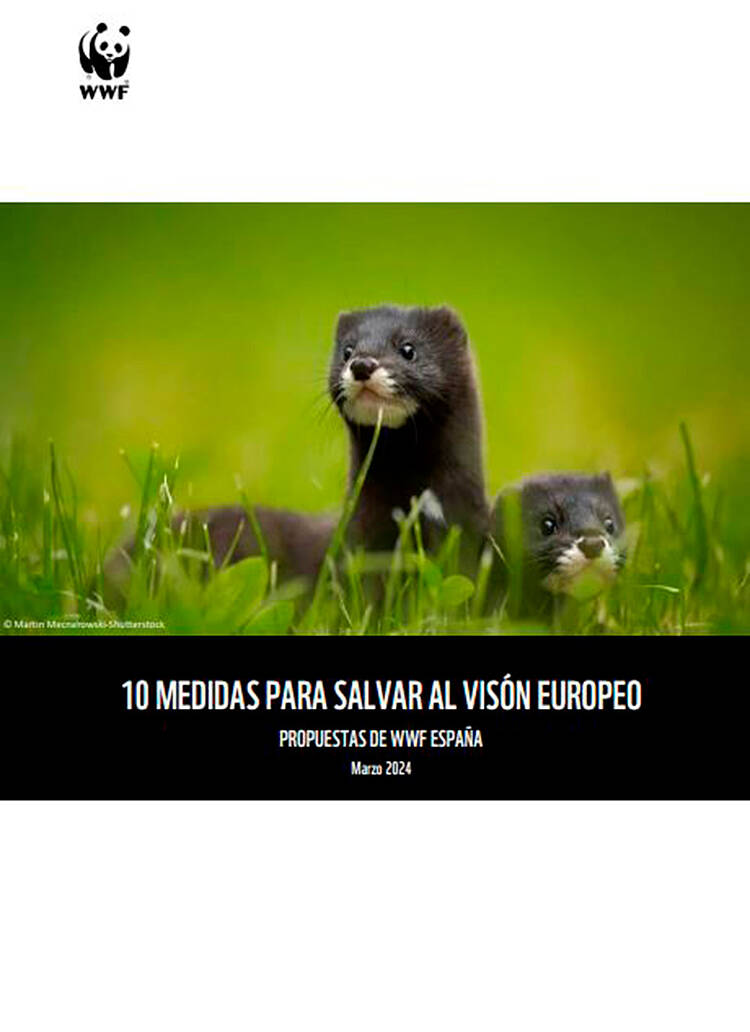 10 medidas urgentes y necesarias para salvar al visón europeo de la extinción