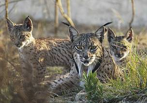 Lince Ibérico Lince Ibérico