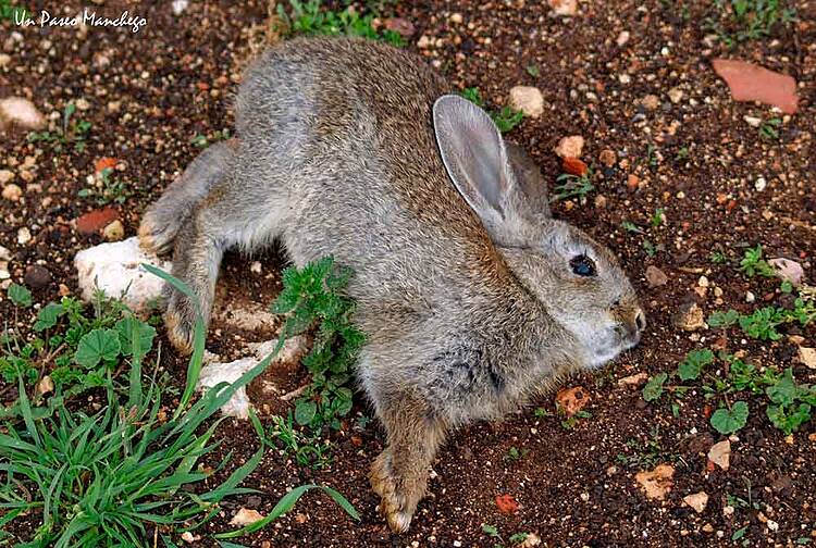 Nos oponemos al uso del veneno para terminar con las poblaciones del conejo de monte