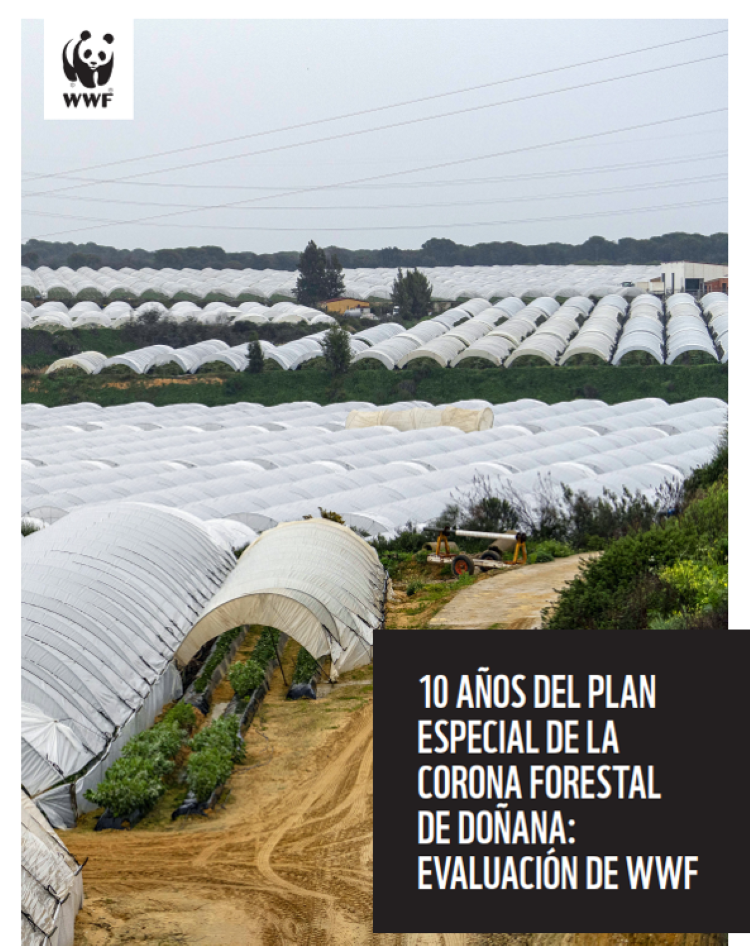 10 años del Plan Especial de la Corona Forestal de Doñana