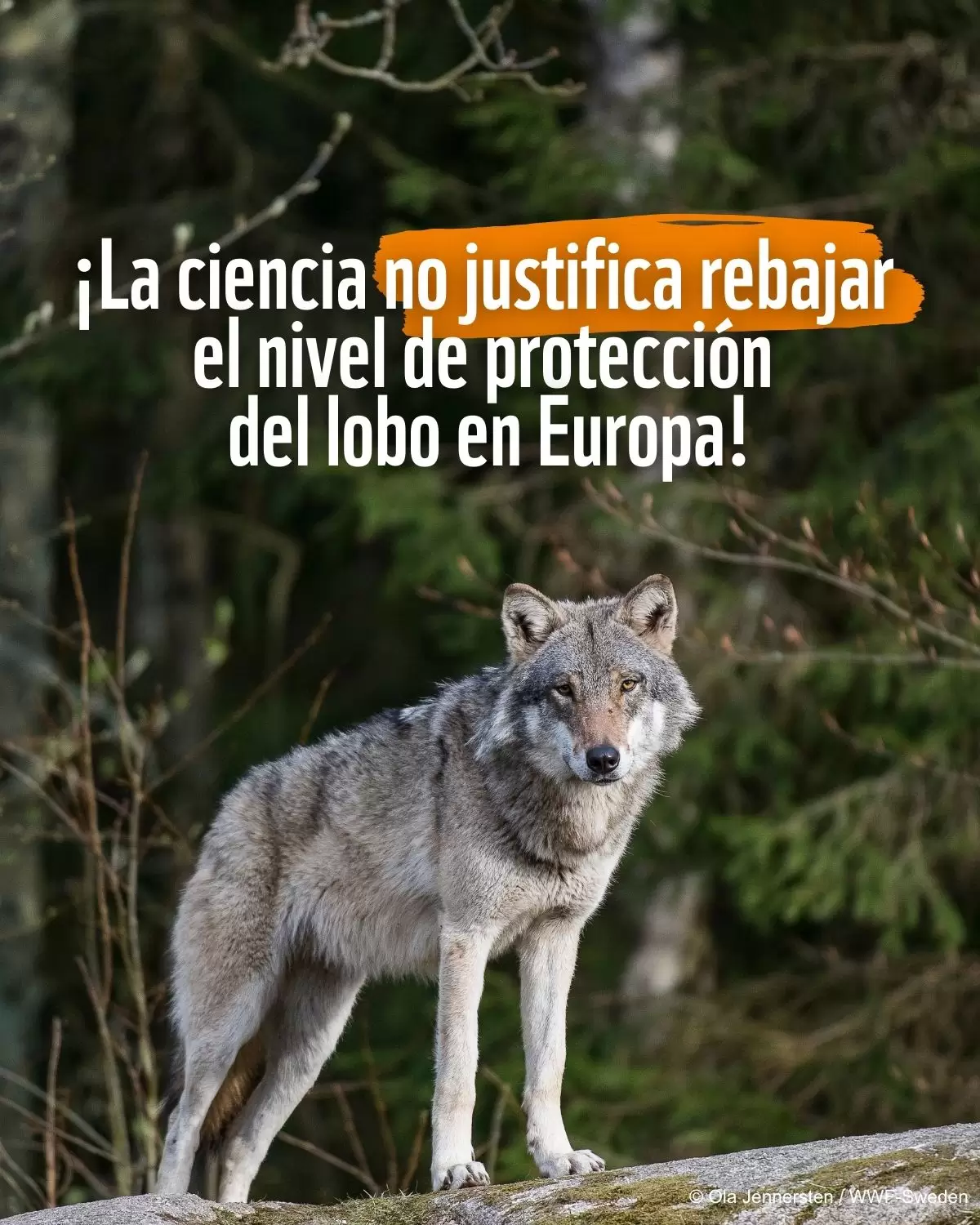 Ataque a la naturaleza en Europa: el Convenio de Berna debilita la protección del lobo