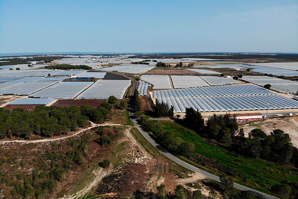Vista aérea fincas agrícolas ilegales en el entorno de Doñana
