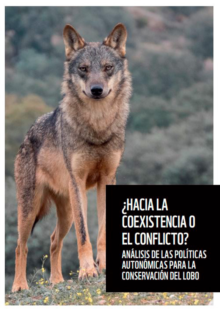 ¿Hacia la coexistencia o el conflicto? Análisis de las políticas autonómicas para la conservación del lobo