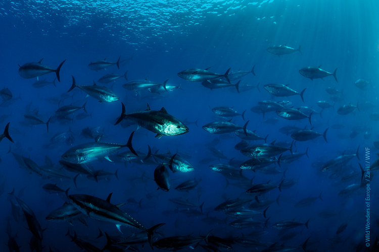 ICCAT vuelve a fracasar en la adopción de medidas para la conservación de los atunes tropicales en el Atlántico