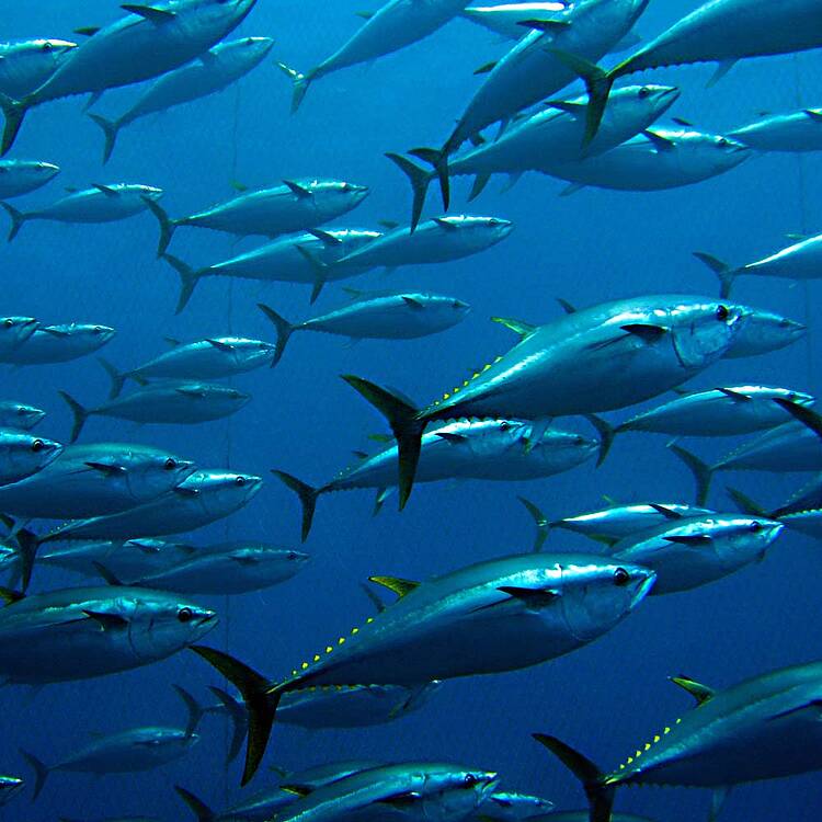 atunes (pesca sostenible para la protección de los océanos) 