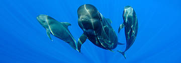 ballena piloto de aleta larga (calderones) y sus crías en las islas Canarias 