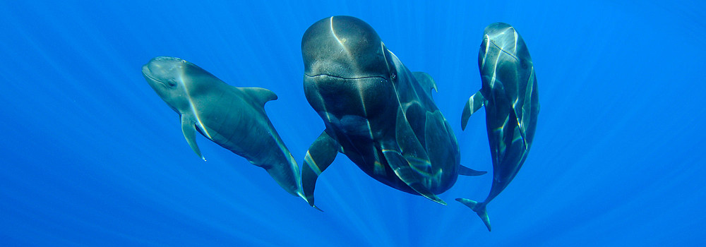 ballena piloto de aleta larga (calderones) y sus crías en las islas Canarias