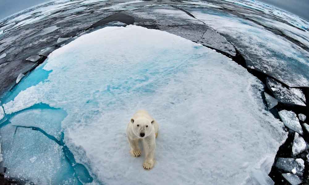 Cambio climático y oso polar