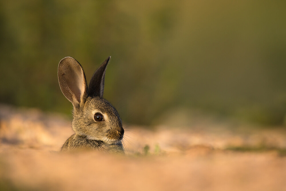 conejo (finca Peñalajo_WWF) 