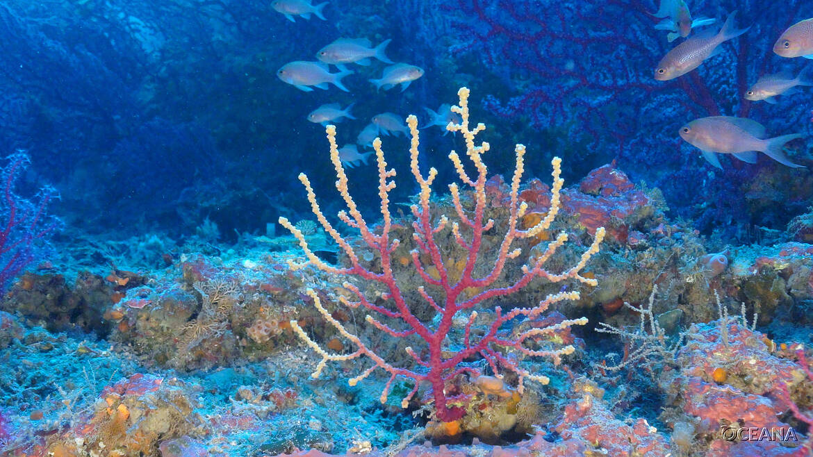 Coral restauración EUO OCEANA