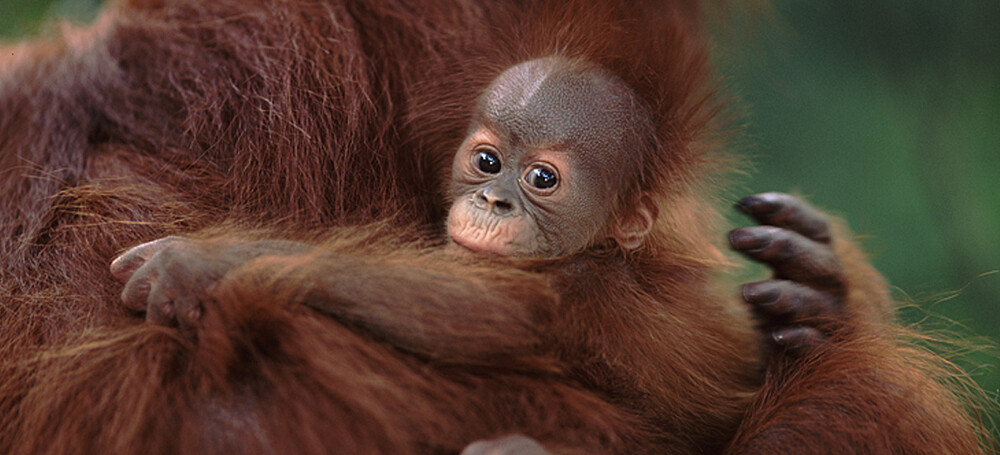 cria de orangután