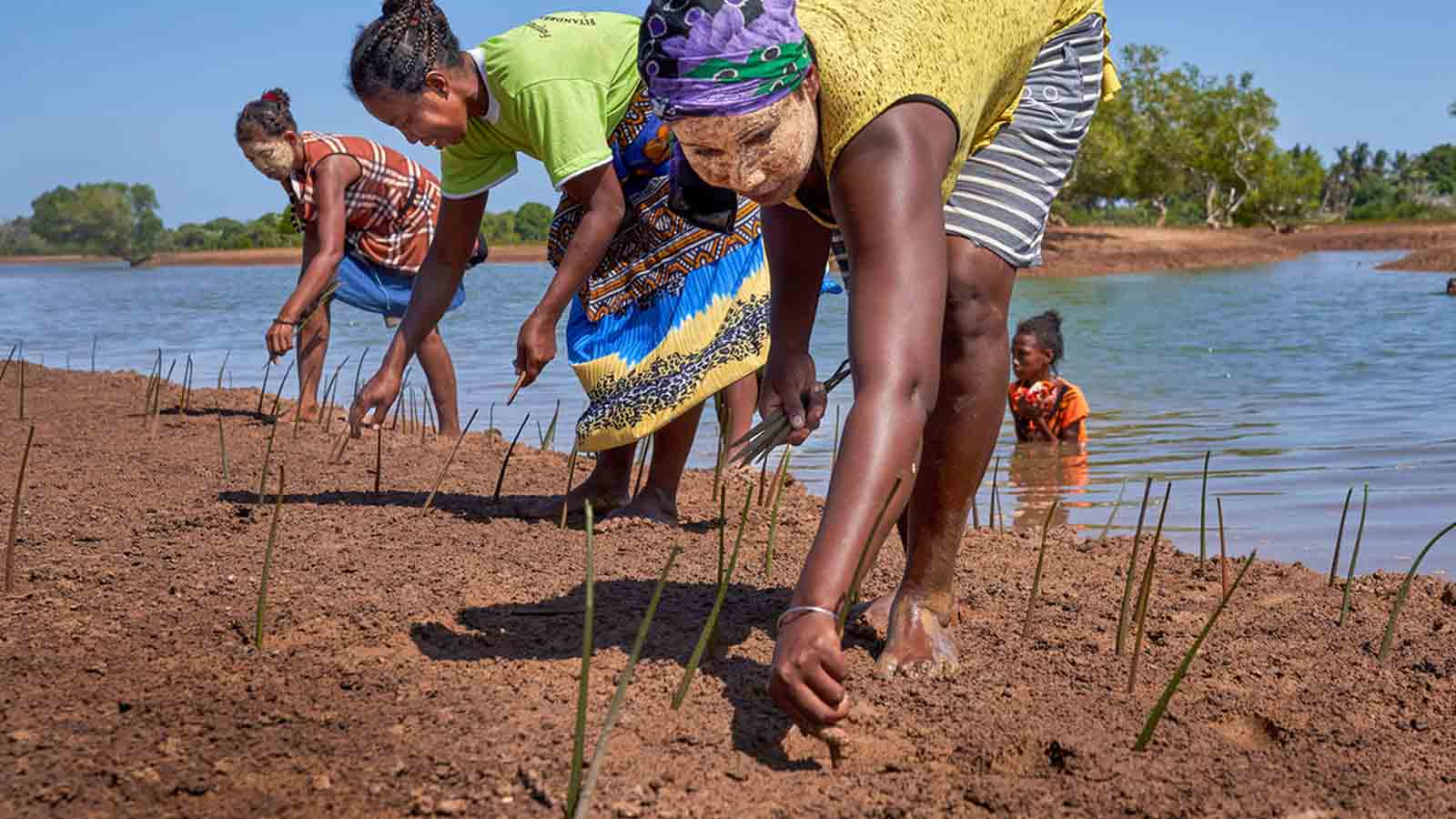 Personas que trabajan con WWF plantan manglares en la región costera occidental de Madagascar. 