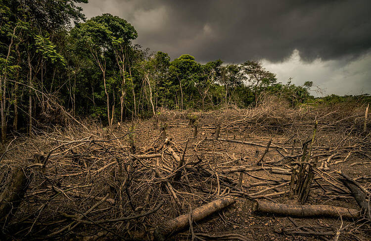 Con el apoyo de la extrema derecha, el PPE desmantela el Reglamento de la UE sobre deforestación en un ataque contra los bosques y el clima