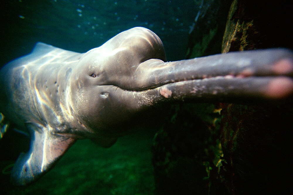 Delfin de agua dulce (Amazonas) Bouto (Inia geoffrensis) 
