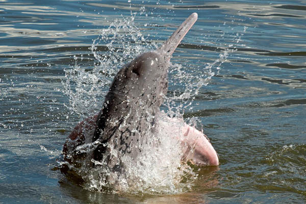 Los delfines de río están amenazados