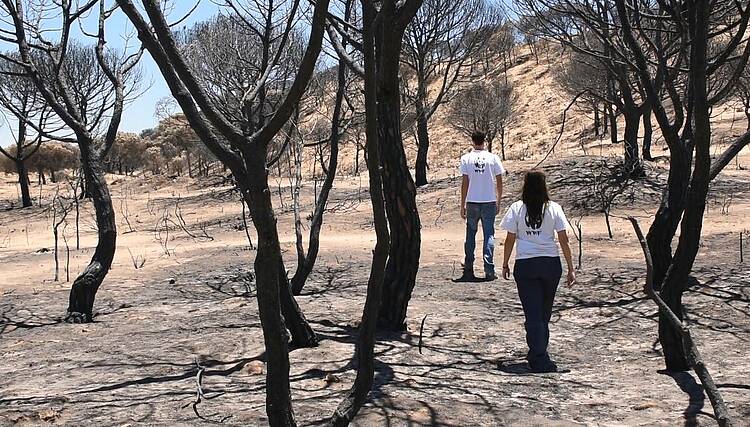 Equipo de reforestación en la zona afectada por el incendio en Doñana 