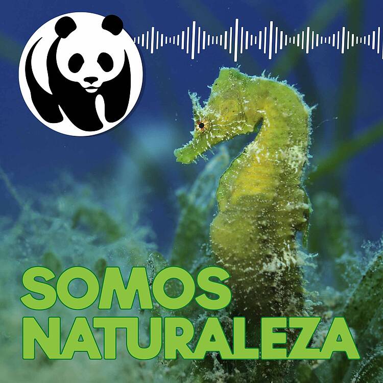 Episodio 4 de Somos Naturaleza. El podcast de WWF. Dedicado al Mar Menor 