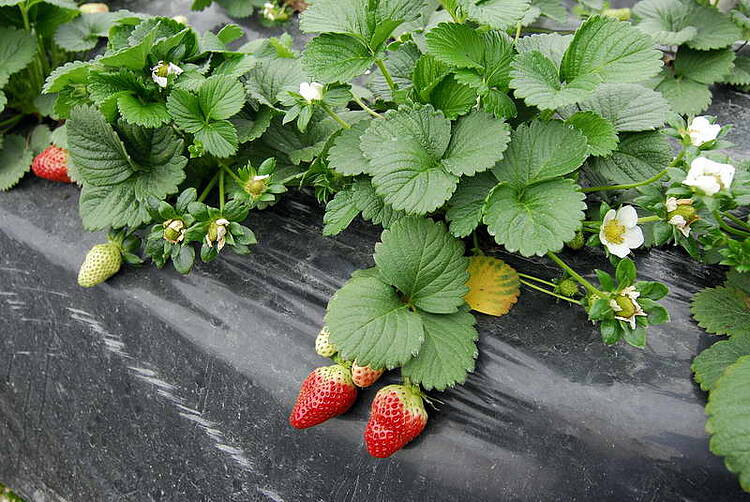 Alertamos y formamos a los supermercados europeos sobre el riesgo de comercializar fresas y frutos rojos ilegales de Doñana