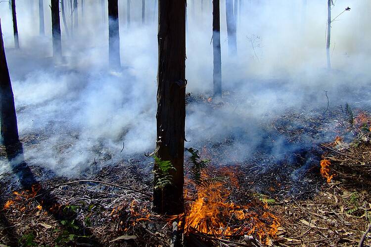Bosque en llamas 