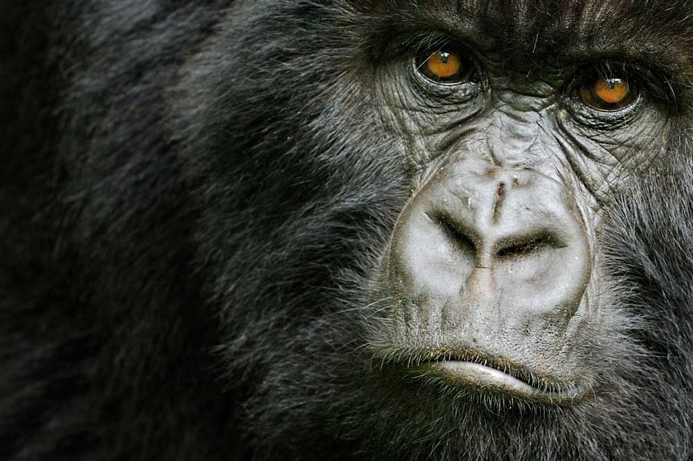Gorila oriental de montaña (Gorilla beringei beringei)