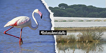 Doñana amnistía no