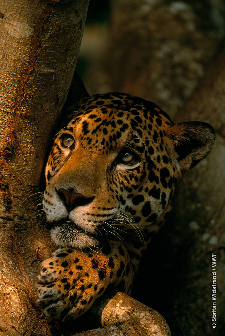 29 de noviembre: Día Internacional del jaguar
