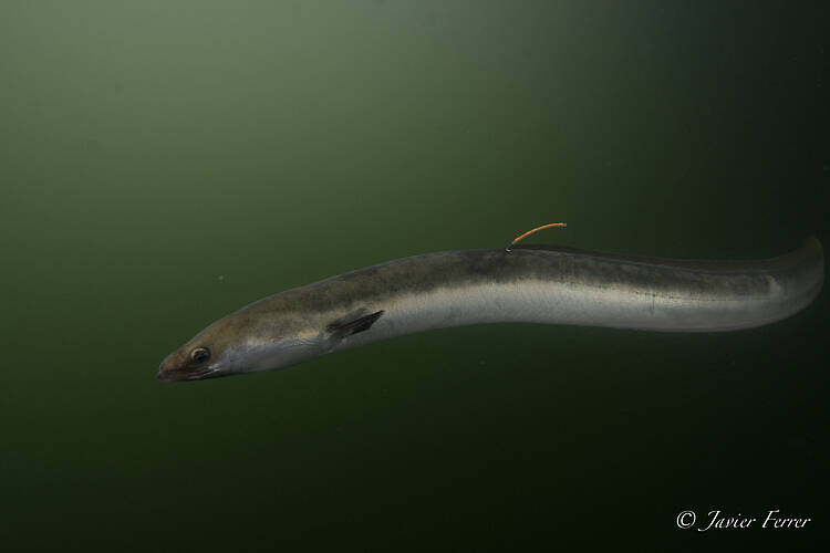 Pedimos medidas urgentes para frenar el declive de la anguila europea