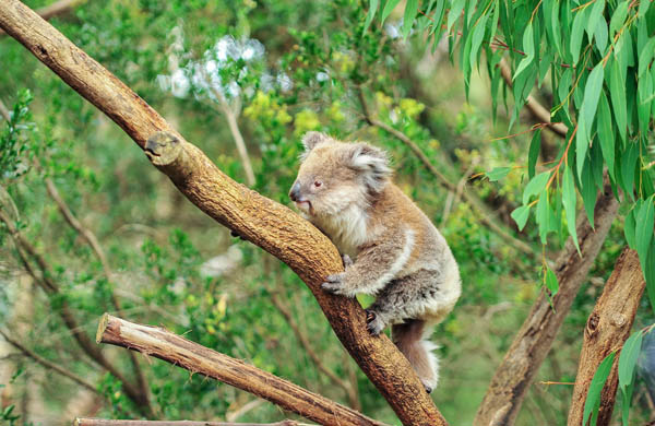 Los icónicos koalas han sido declarados en peligro