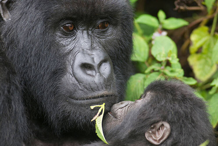 Gorila de espalda plateada con su cria 