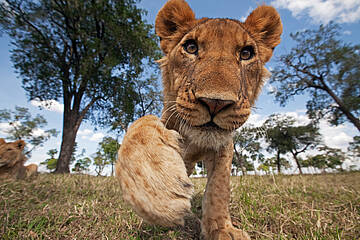 león adolescente. (Panthera leo) Maasai Mara National Reserve, Kenya. 