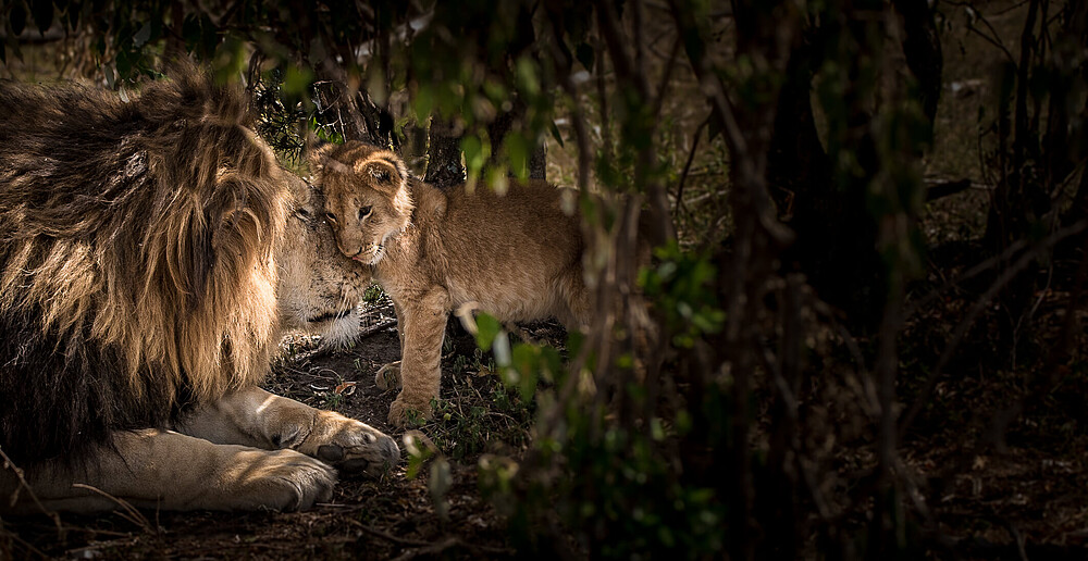 Especies y hábitats: León - Nuestro trabajo | WWF España