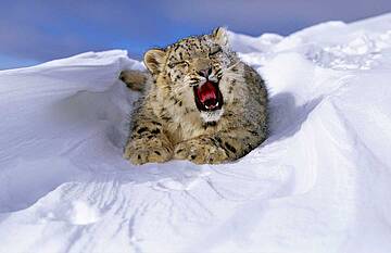 Leopardo de las nieves en cautividad (USA) 