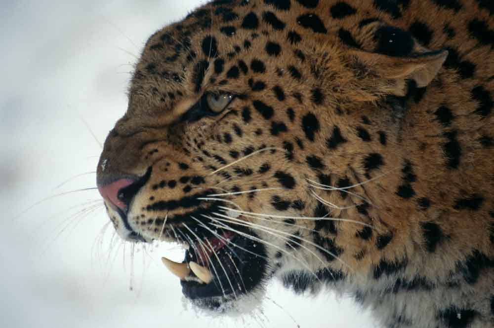 Leopardo de las nieves (en cautividad)