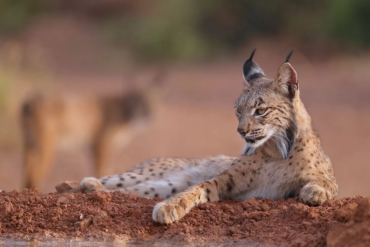 El lince ibérico conquista dos nuevos territorios en Palencia y Cuenca y da un paso decisivo para su conservación