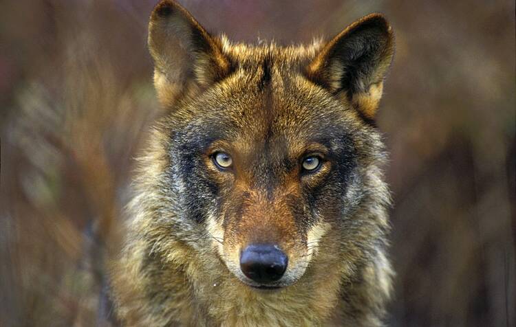 Rechazamos las acciones de varias CCAA para impedir la protección del lobo