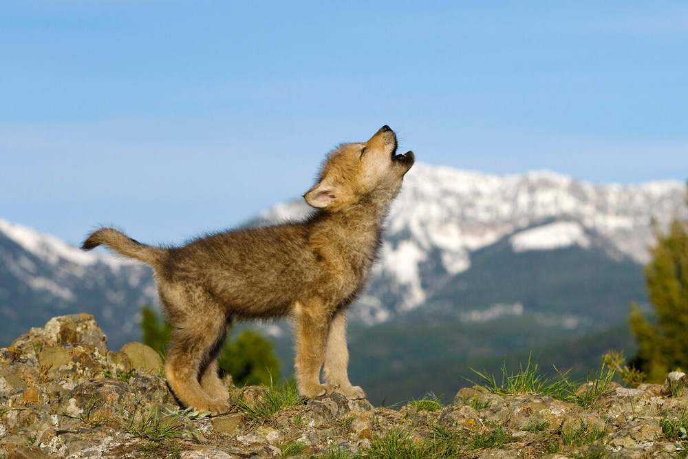 Cachorro de lobo en Rocky Mountains USA