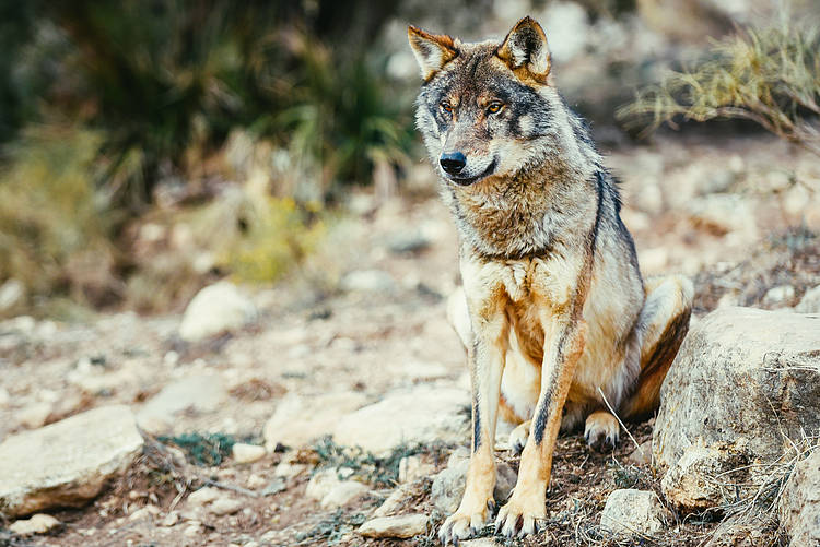 Grave retroceso: rechazamos la decisión de rebajar la protección del lobo en Europa