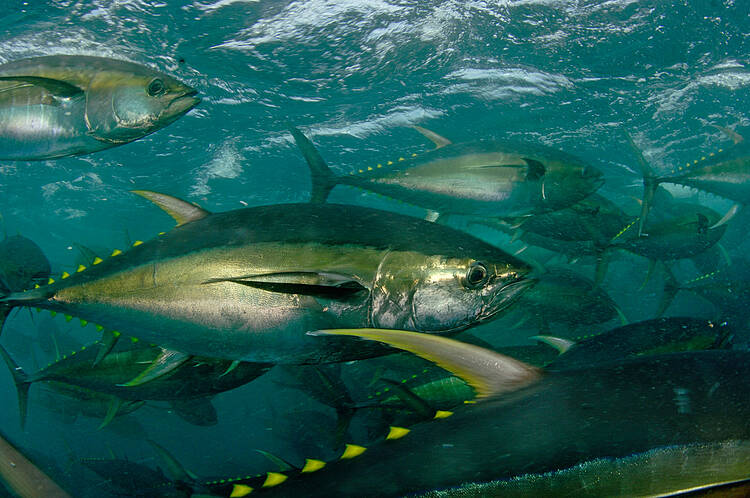 Yellowfin Tuna (Thunnus albacares) 