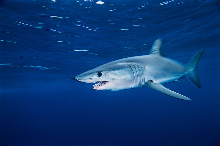 Celebramos la prohibición de desembarcar y comercializar tiburón marrajo en la UE