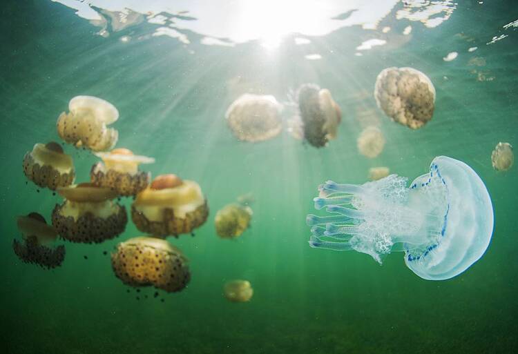 La derogación de la Ley del Mar Menor sería un grave retroceso con consecuencias ambientales y económicas