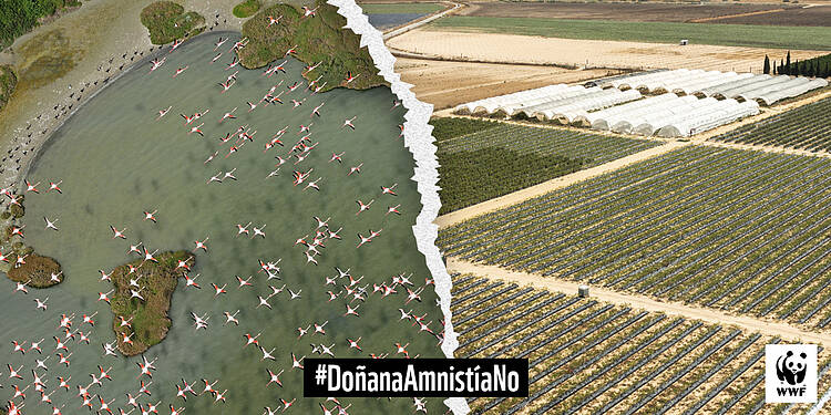 Denunciamos ante la CE la propuesta de amnistiar a agricultores ilegales en Doñana por incumplir la sentencia del TJUE