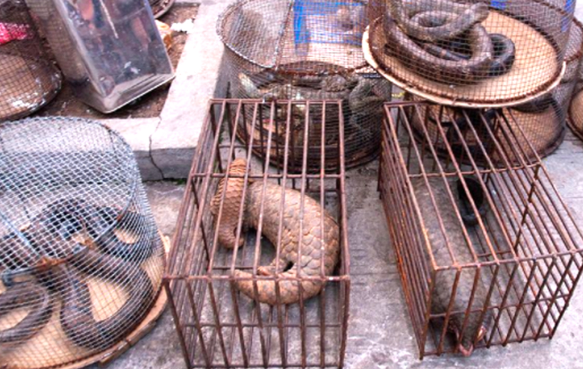 mercados asiáticos ilegales de animales