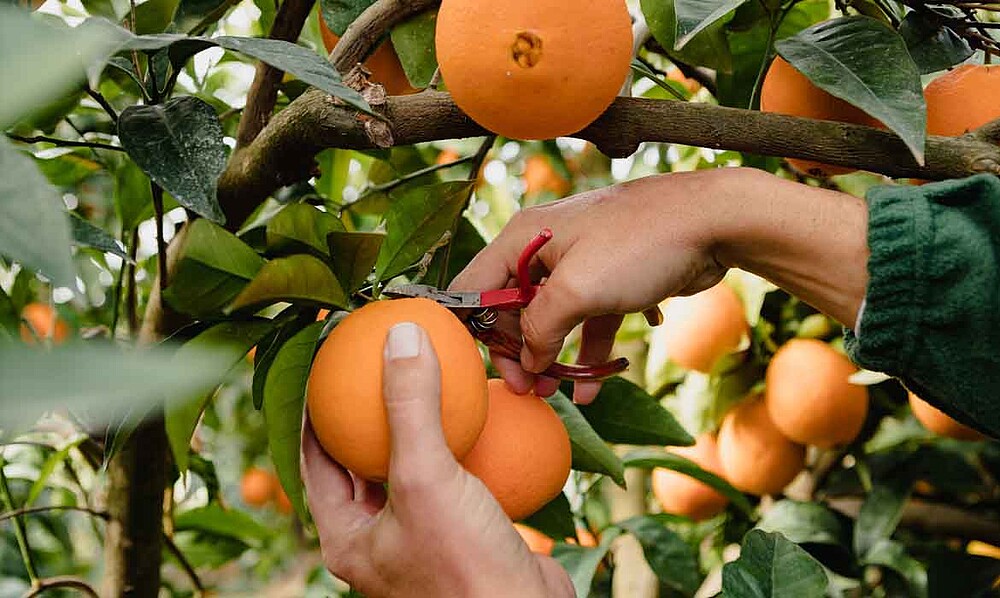 recolección de naranjas salvajes