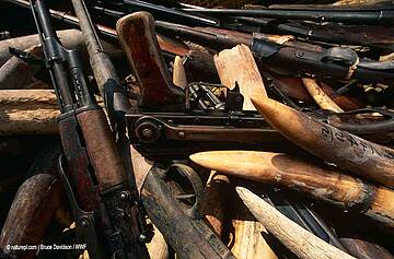 Armas confiscadas del tráfico de elefantes. República del Congo 