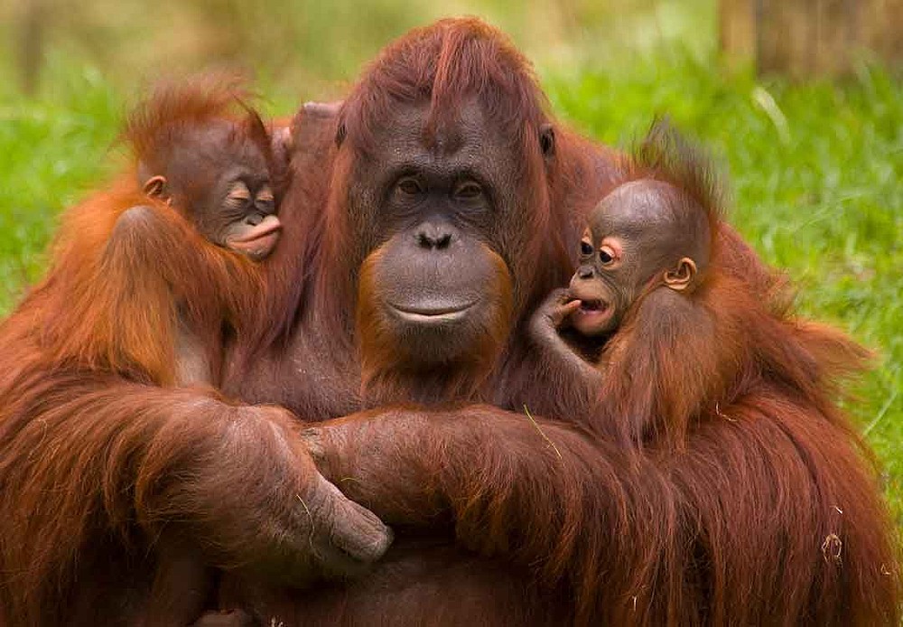 Madre orangután con sus cría en un zoológico de Países Bajos.