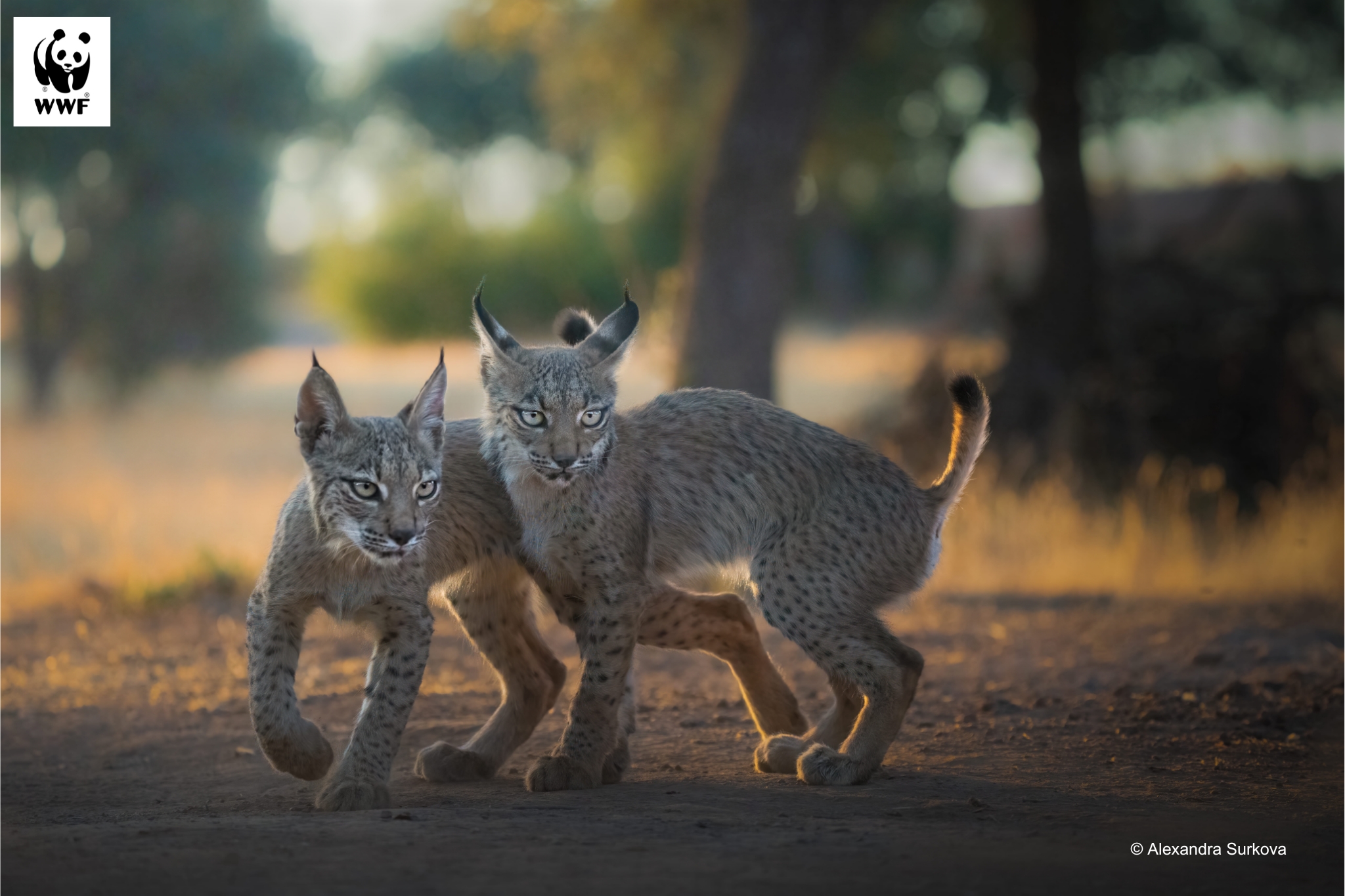 El lince ya ha recorrido la mitad del camino para salvarse de la
