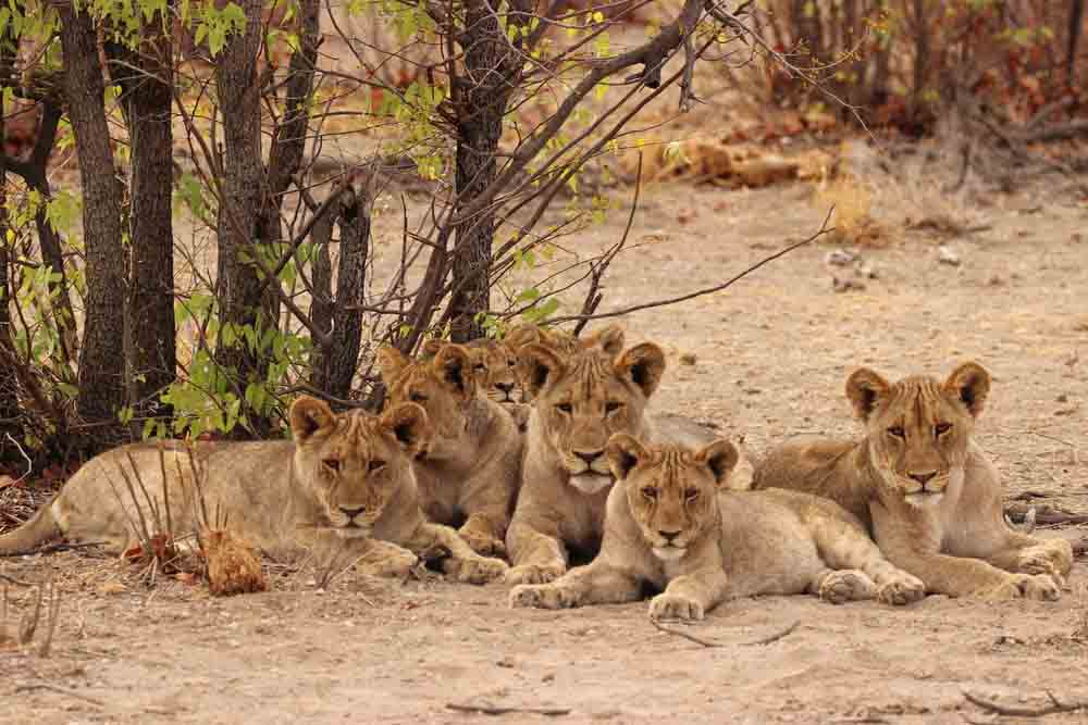Top 35+ imagen habitat de los leones
